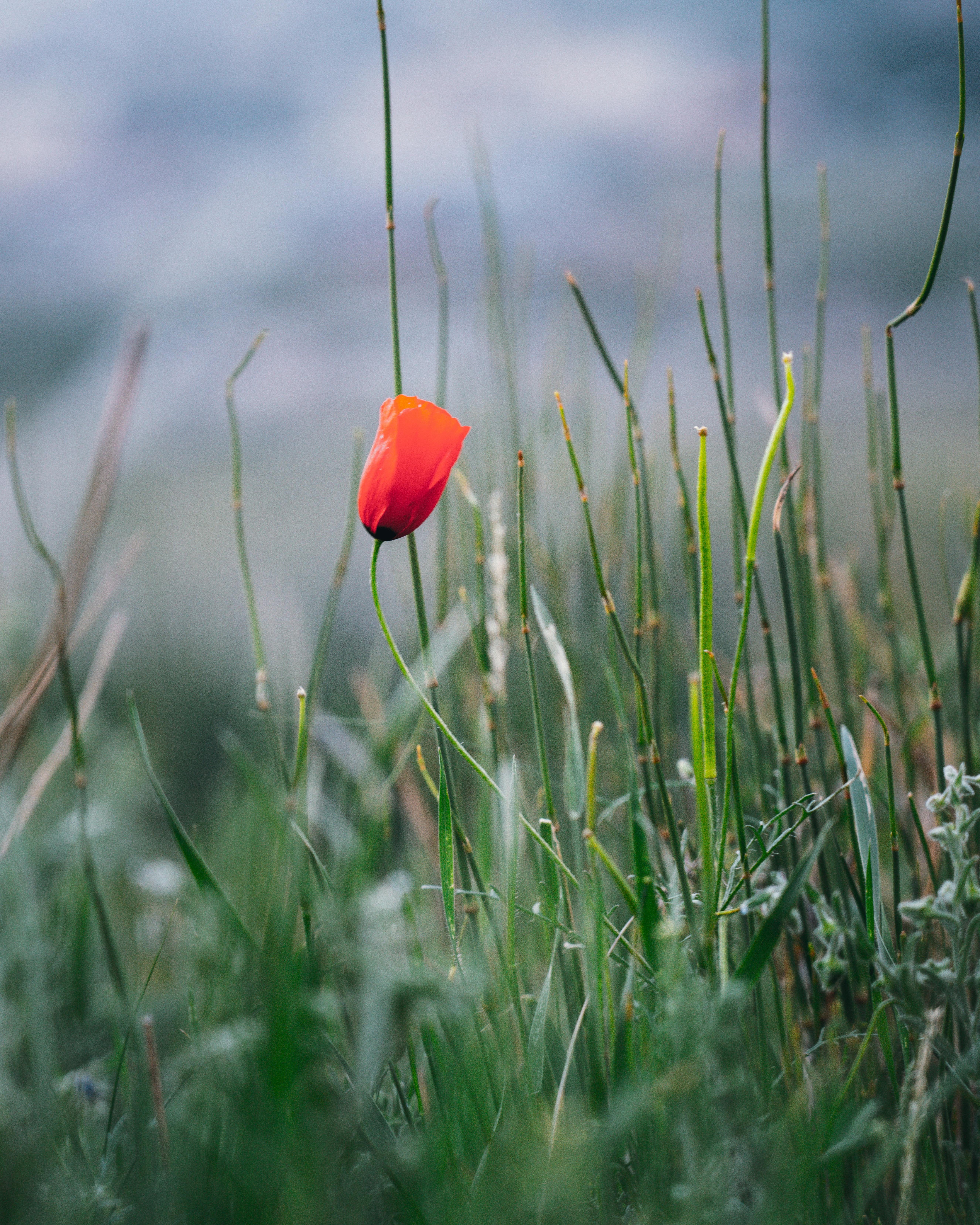 Vibrant red poppy stands tall in a lush green field, capturing nature's serene beauty.