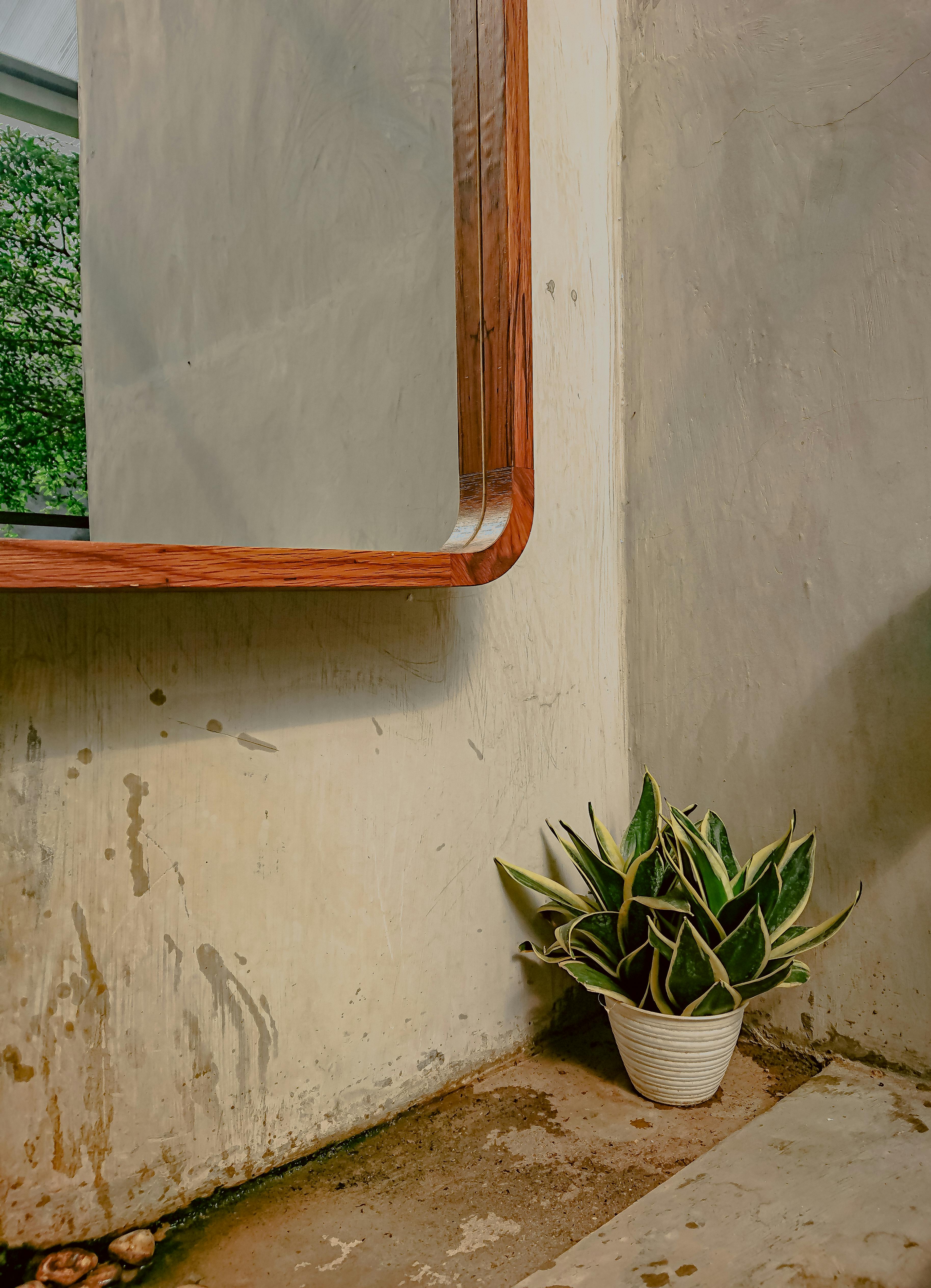 Free A potted snake plant sits in the corner beside a wooden-framed mirror, creating a rustic indoor vibe. Stock Photo