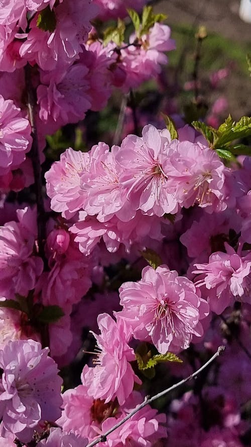 Free Close-Up Shot of Pink Flowers Stock Photo