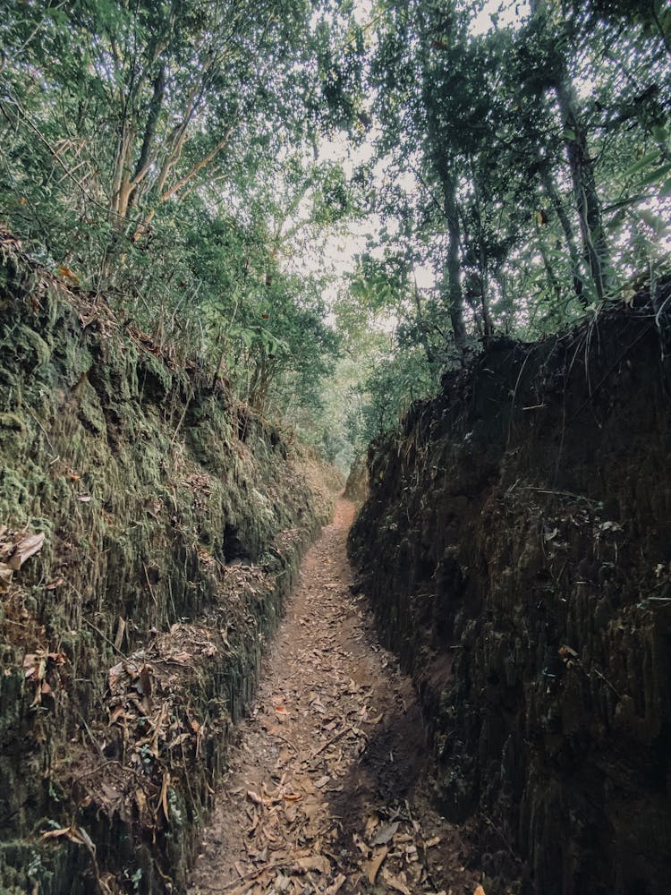 Gully In Forest