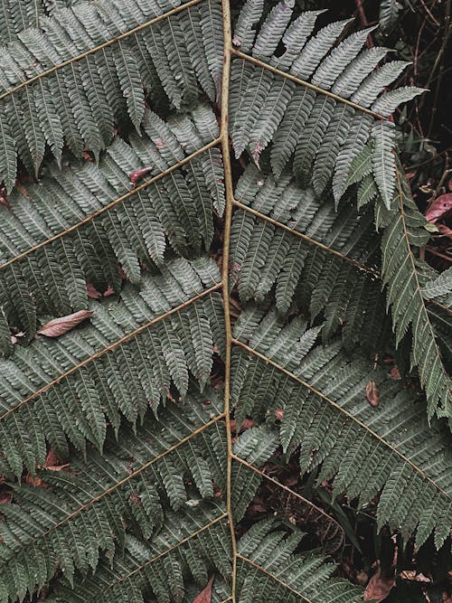 Fern Leaves in Close Up