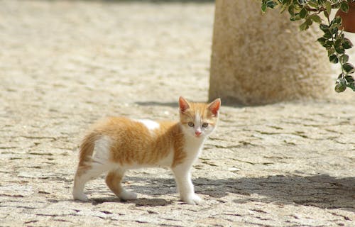 Brown and White Cat on the Concrete Pavement 