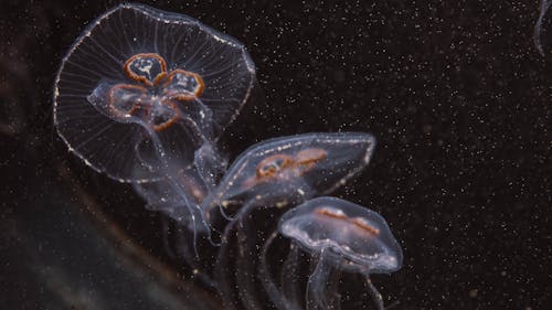 White Jellyfish Underwater