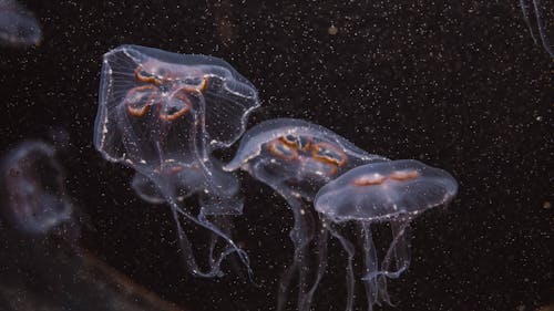 Free Jellyfish Swimming Underwater Stock Photo