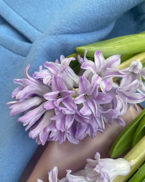 Close-Up Shot of a Purple Hyacinth 