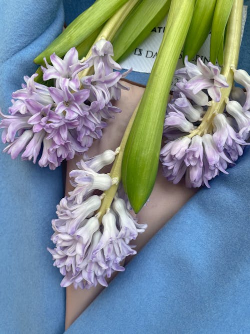 Free Close-Up Photograph of Hyacinth Flowers Stock Photo
