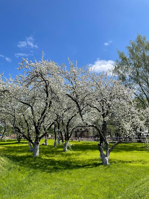 Бесплатное стоковое фото с белые цветы, ветви, деревья