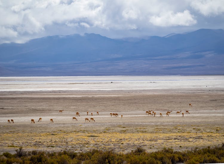 Guanacos On A Brown Field