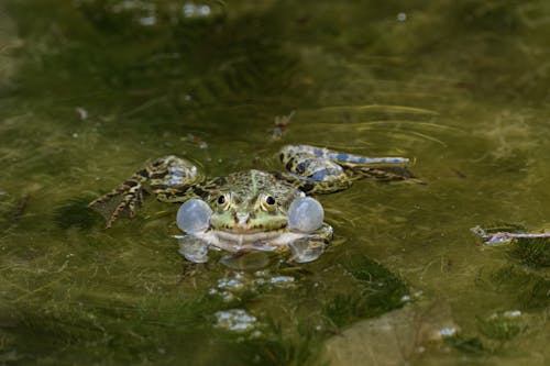 Foto profissional grátis de água, anfíbio, animal