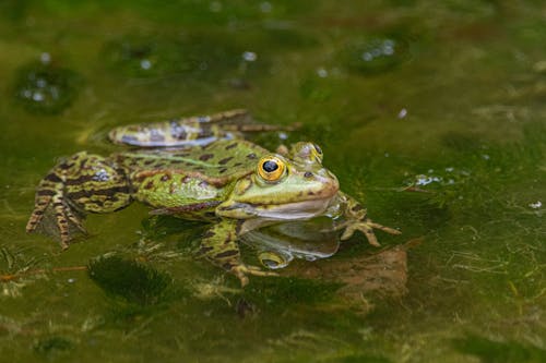 Green Frog on the Water