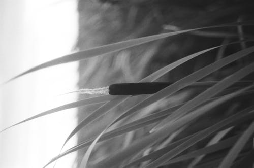 Darmowe zdjęcie z galerii z czarno-biały, fotografia czarno-biała