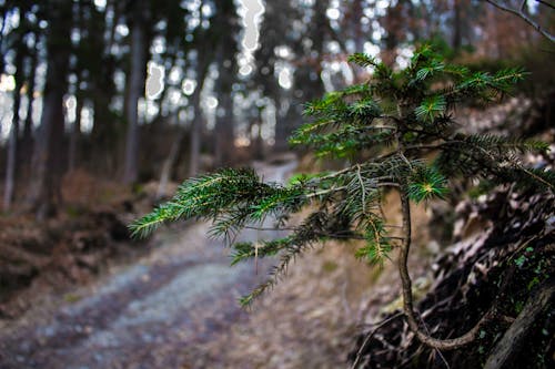 Fotobanka s bezplatnými fotkami na tému les, lesy, ljubljana