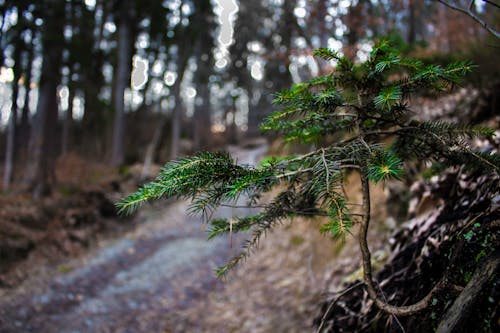 Gratis stockfoto met boom, Bos, bossen