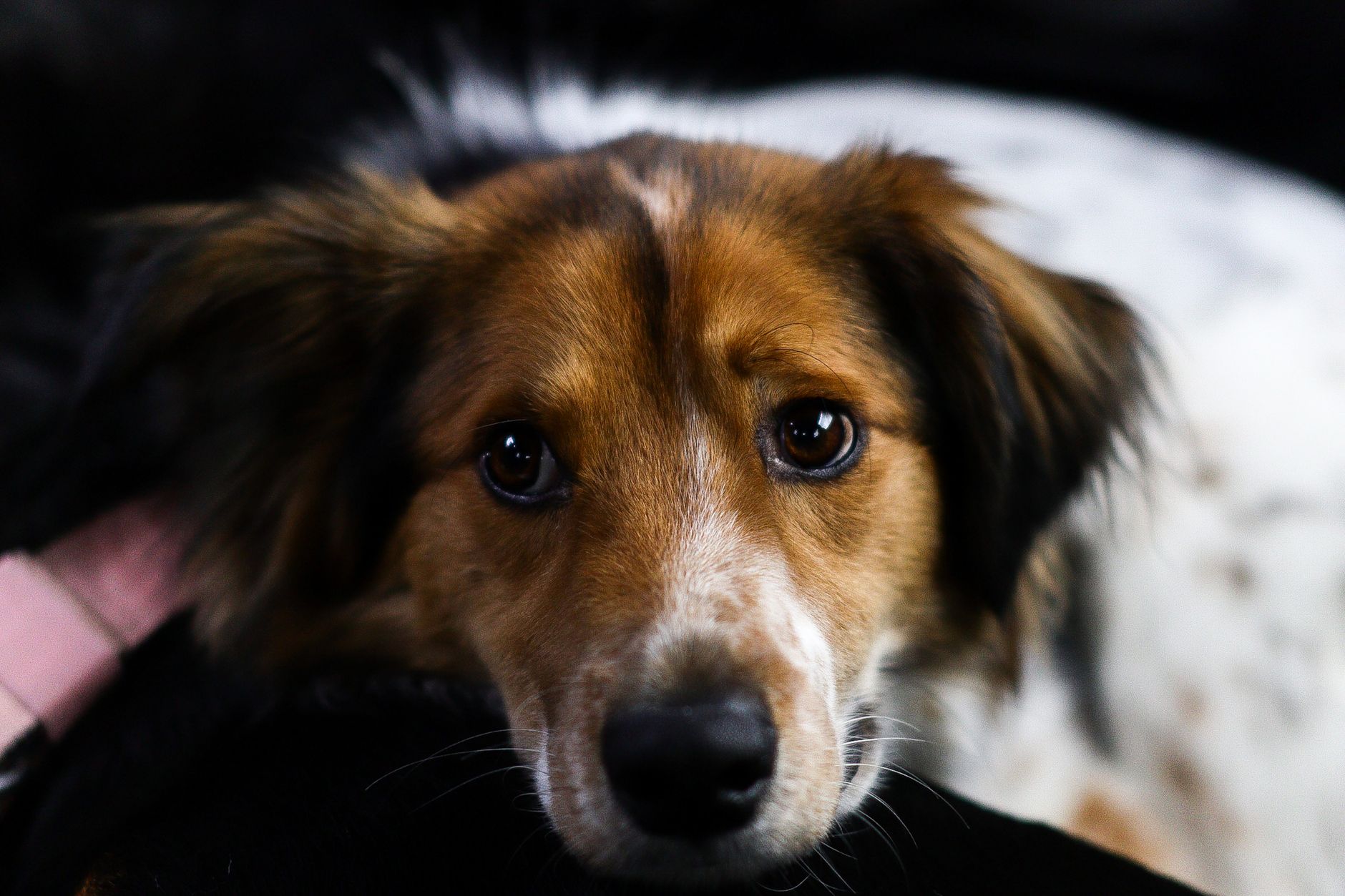 Veterinary care for a dog