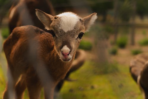 Close-up of a Small Goat