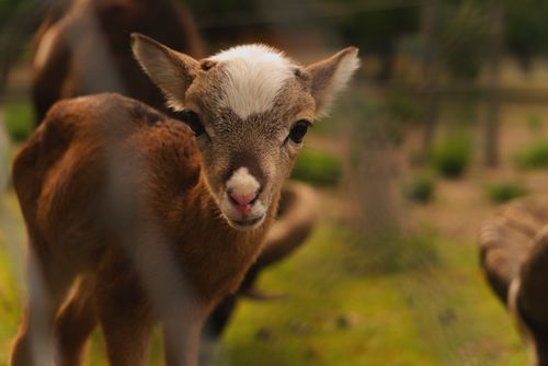 Free Close-up of a young brown goat kid on a farm, with a blurred green background creating a warm, natural feel. Stock Photo