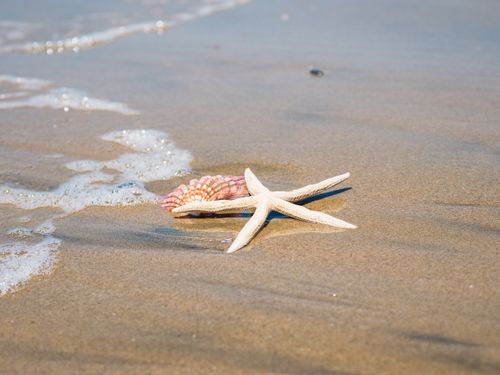 Free A starfish and seashell resting on the sandy beach with waves in the background. Stock Photo