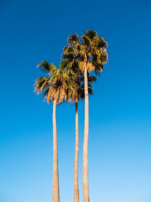 Free Three tall palm trees reaching up into a vibrant blue sky, capturing the essence of a sunny day. Stock Photo