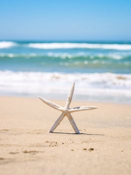 starfish photo