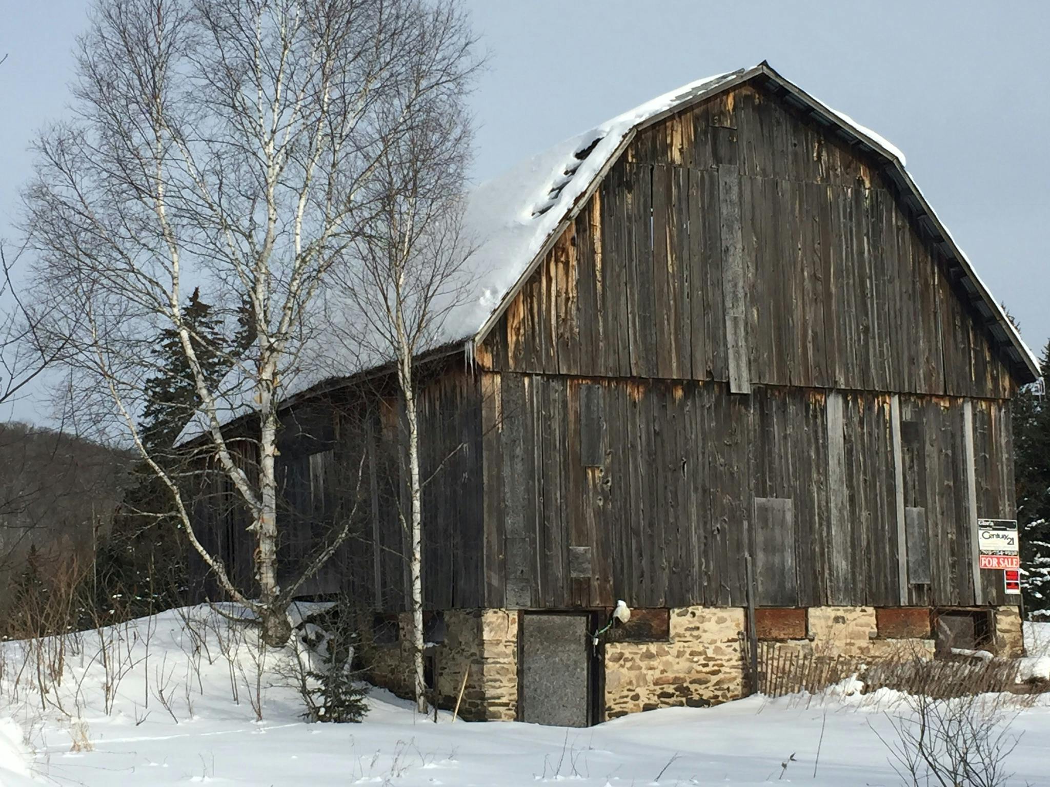 Free stock photo of Old barn. Barn and birches