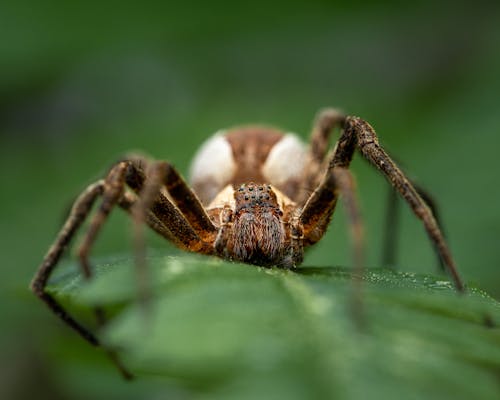 Macro Shot of a Brown Spider on a Leaf