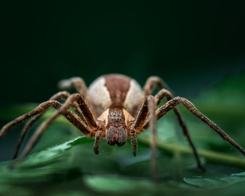 Brown Spider Crawling on Green Leaf 