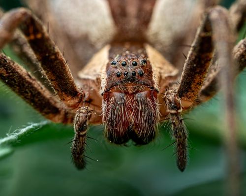 Free Macro shot of a Brazilian wandering spider showing detailed arachnid features. Stock Photo