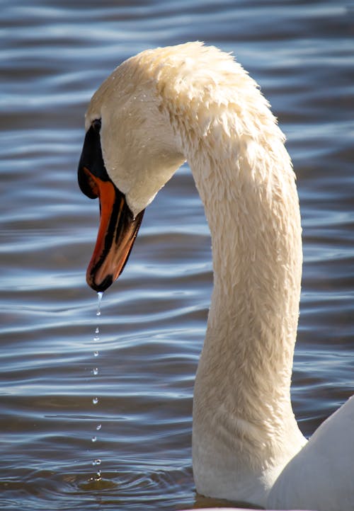 Free stock photo of white swan