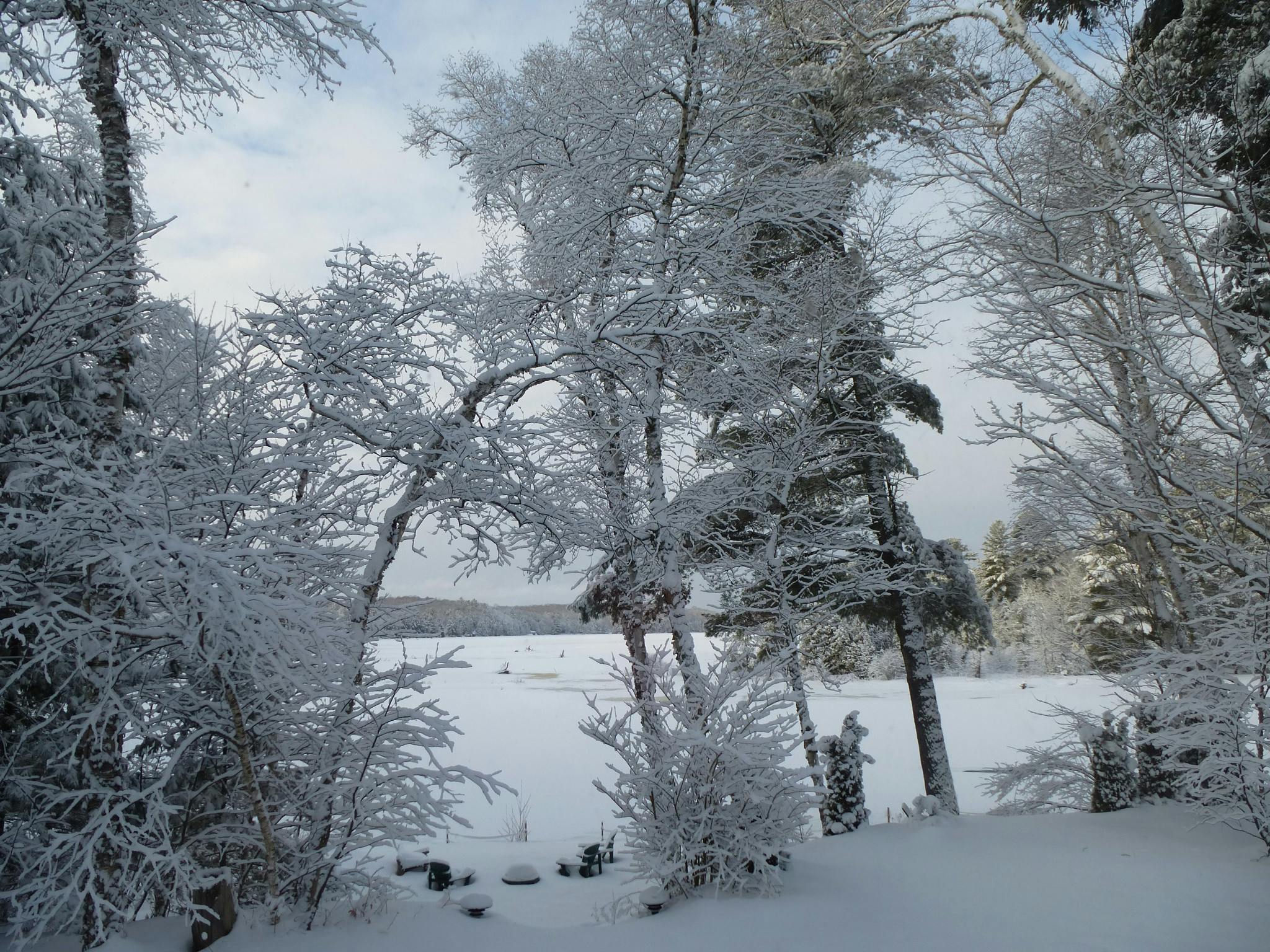 Free stock photo of Heavy snow on trees. winter snow, Snow coating trees