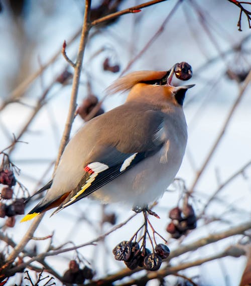 Free stock photo of bird