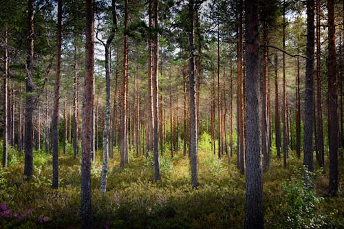 Trees in the Forest