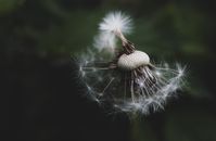 White Dandelion in Close Up Photography
