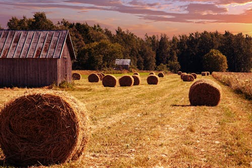 Free stock photo of farm, straw bales