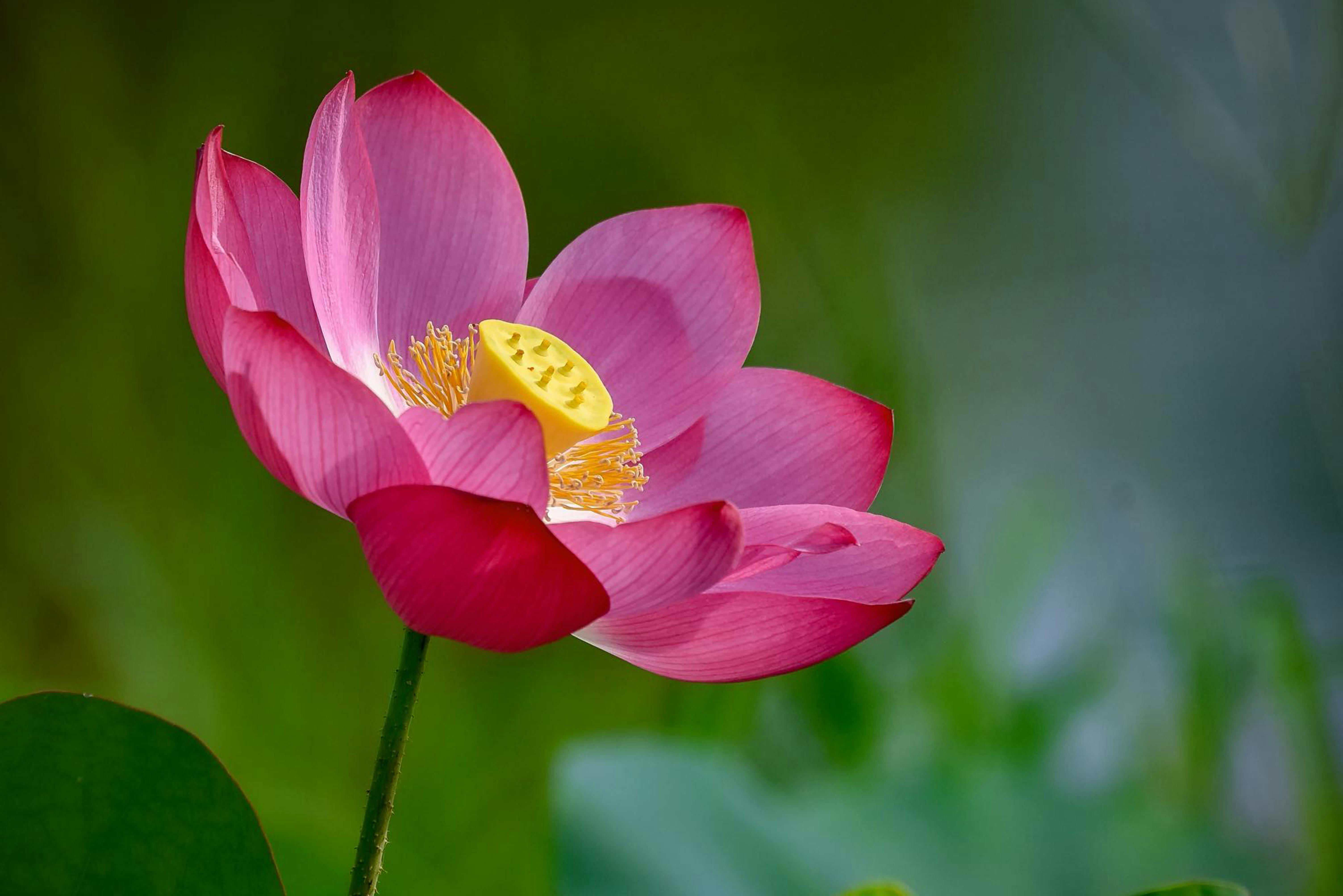 A stunning pink lotus flower in full bloom with focus on its delicate petals and bright yellow center.