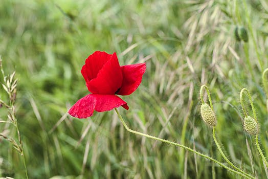 Close-up of a vibrant red poppy flower with a lush green background, captured outdoors.