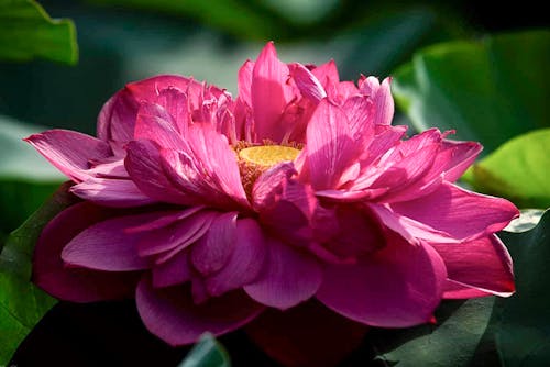 Free Pink Flower in Close Up Photography Stock Photo