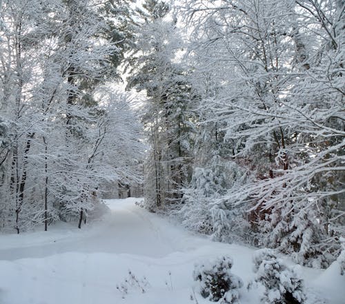 karlı ağaçlar, karlı yol, kış manzarası içeren Ücretsiz stok fotoğraf