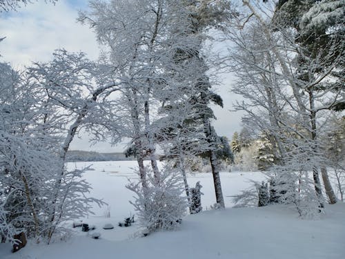 ağaçlarda kar, kış manzarası içeren Ücretsiz stok fotoğraf