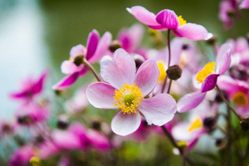 Free Bunch of Purple Flowers with Yellow Pollens Stock Photo