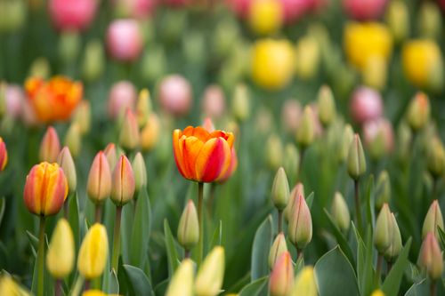 Free A beautiful close-up of colorful tulips blooming in a spring garden field. Stock Photo