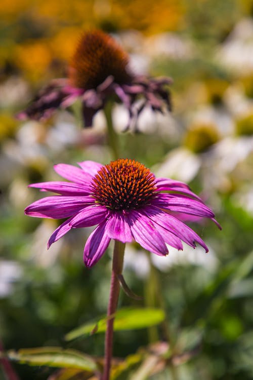 Gratis stockfoto met bloeiend, bloem, bloemblaadjes