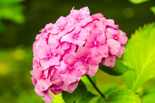 Free Close-up of a vibrant pink hydrangea flower cluster in full bloom. Stock Photo
