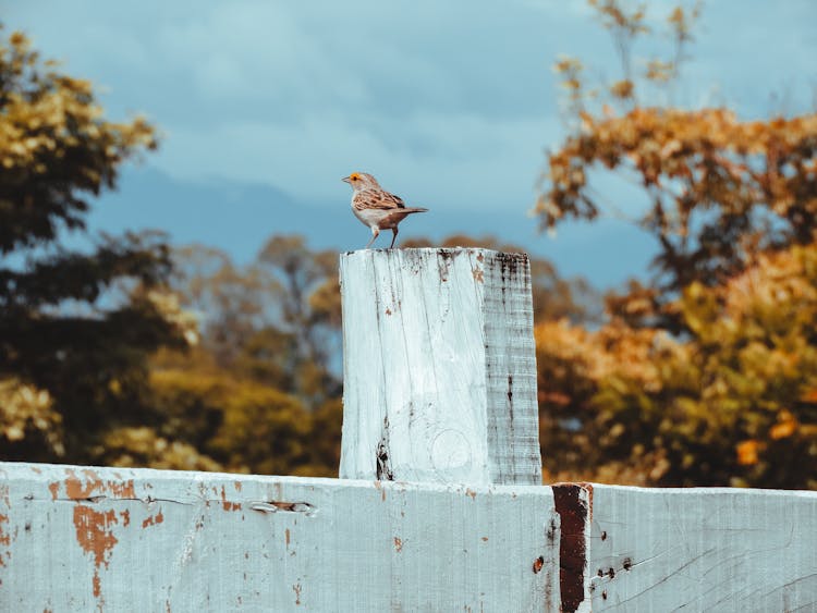 Bird Sitting On Wooden Fence In Nature