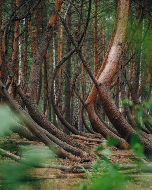 A Brown Tree Trunks in the Forest