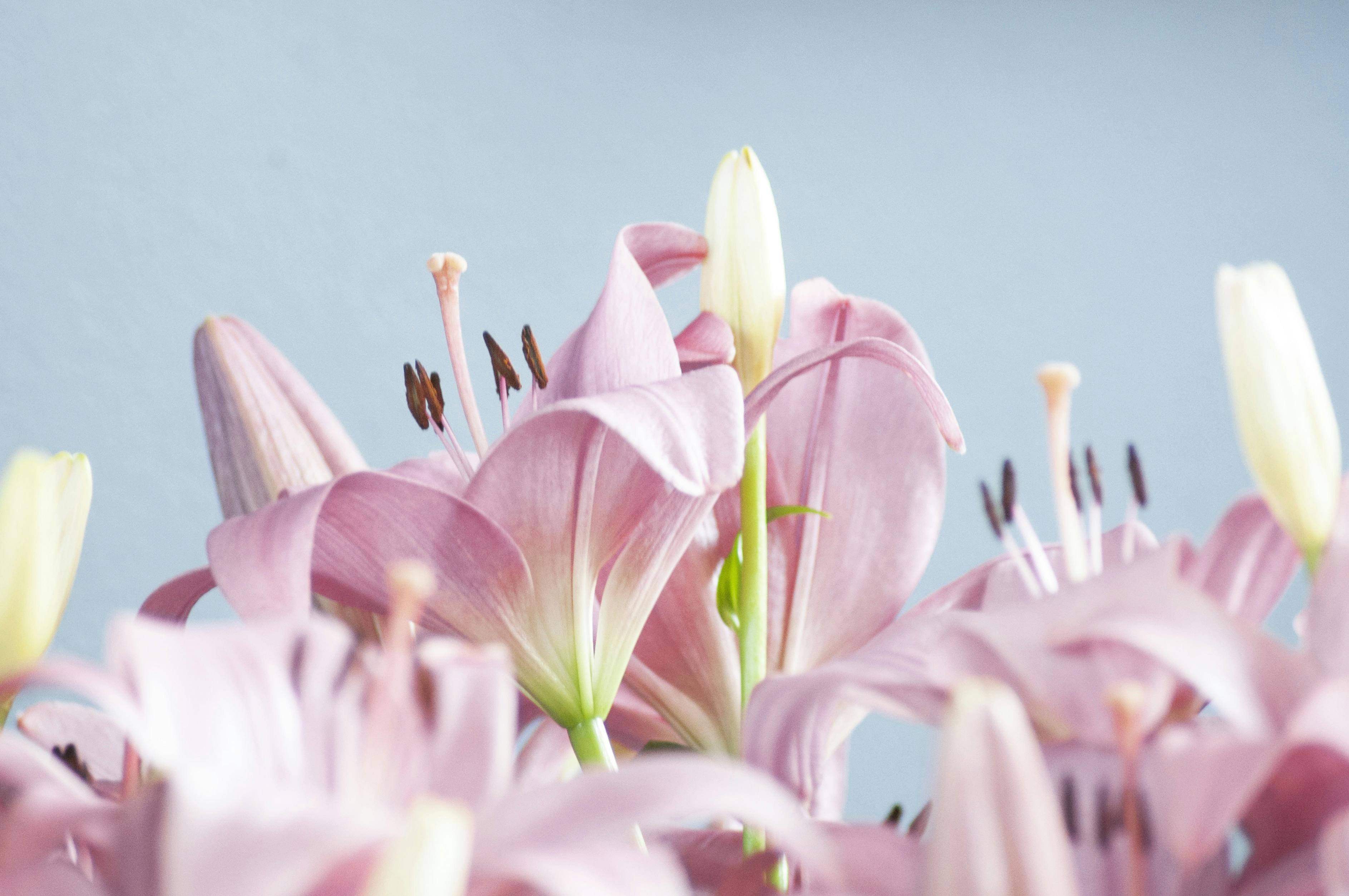 Free stock photo of beautiful flowers, bouquet, bunch of flowers