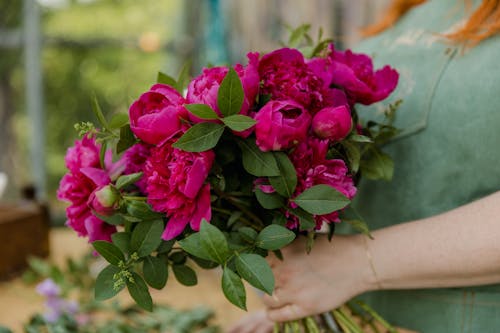 Person Holding Pink Flowers