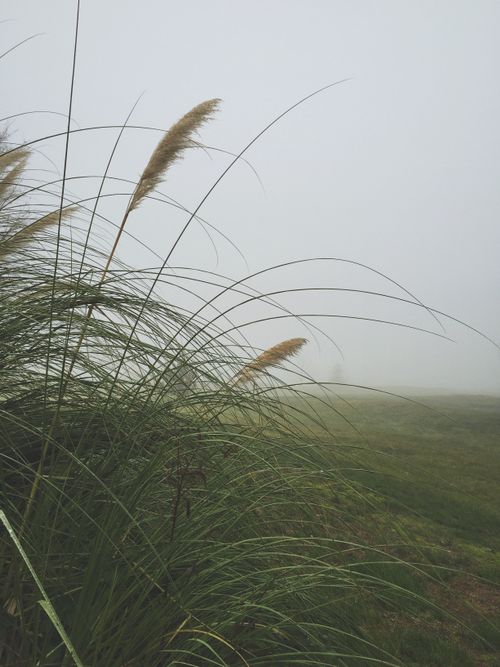 Free A tranquil foggy field featuring tall grasses swaying gently in the mist. Stock Photo