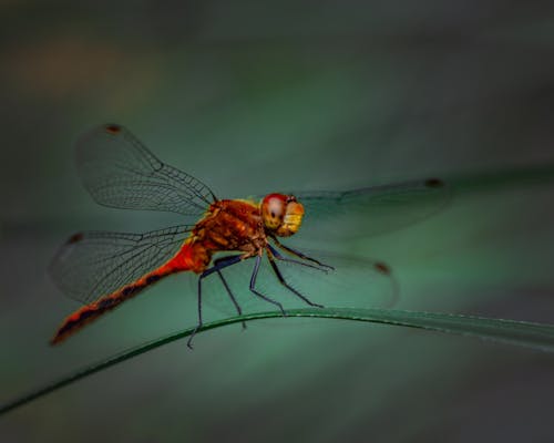 Close Up Shot of a Dragon Fly