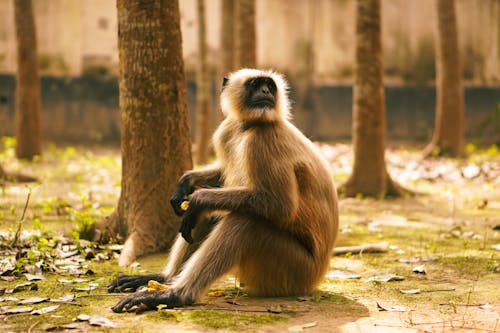 Photograph of a Gray Langur Near a Tree