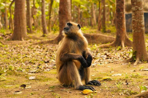 Brown and Black Monkey Sitting on the Ground